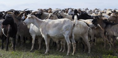 Fayanslardan yapılma. Bir taşın üzerindeki grafiksel element. İnşaat ürünü.