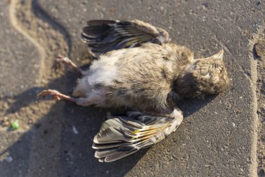 Ölü bir ispinoz. Yol savaşları bir kuşun ölümüdür. Arabayla ölüm. Yolda öldürülen bir kuş. Kuşların dünyasındaki trajik durum. Dünya gezegenindeki ekolojik felaketin resmi..