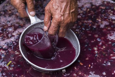 Şarap üreticisinin eli cam bardakla, üzümden meyve suyu toplamak zorunda. Şarap malzemesi, stum, maun. Moldova'da şarap üretim teknolojisi. Şarap yapma halk geleneği.