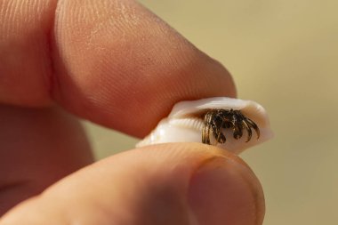 Keşiş yengeçleri süper aile Paguroidea 'nın kabuklularını keserler..