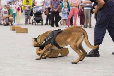 Çalışan bir köpek gösterisinde bir polis köpeği ve eğitmeni. Malinois köpeği. Uyuşturucu ara.