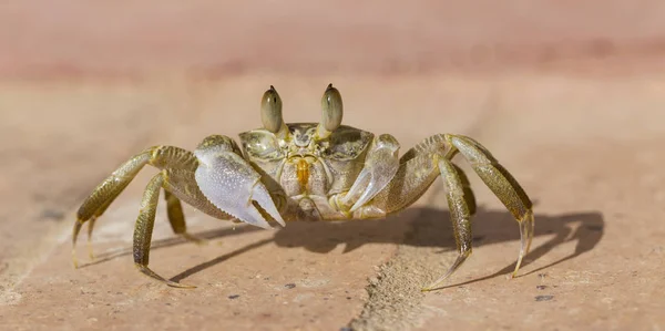 Spookkrabben Ocypodinae Zijn Een Onderfamilie Van Krabben Een Mannelijke Tiener — Stockfoto