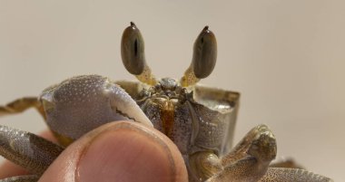 Hayalet yengeçler yarı karasal yengeçlerdir alt familya Ocypodinae. Genç bir erkek.