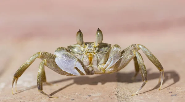 ゴーストカニ Ghost Crab カニ亜科のオキポディネ属である 10代の男性陸の節足動物 — ストック写真