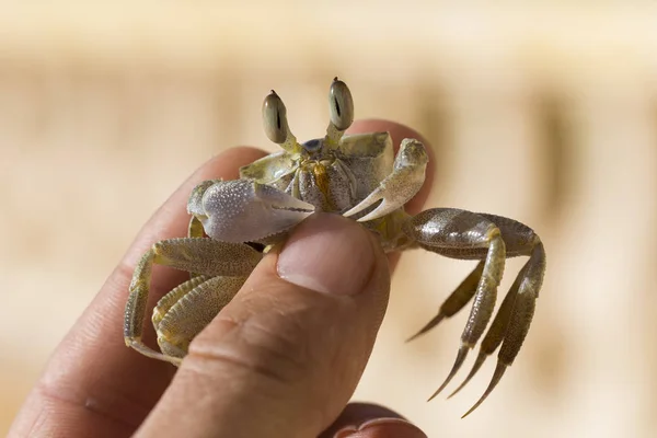 ゴーストカニ Ghost Crab カニ亜科のオキポディネ属である 男性10代 — ストック写真