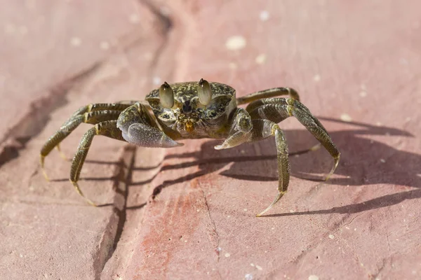 Los Cangrejos Fantasmas Son Cangrejos Semiterrestres Subfamilia Ocypodinae Adolescente Varón — Foto de Stock