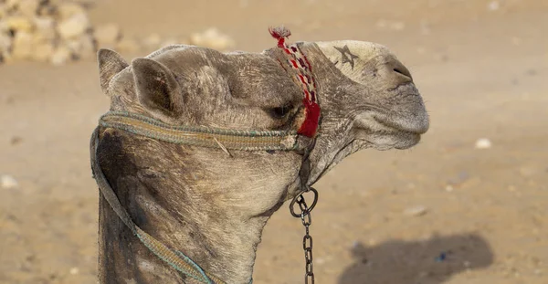 Dromedary from the Eastern Desert. Arabian camel (Camelus dromedarius). The pack animal is resting.