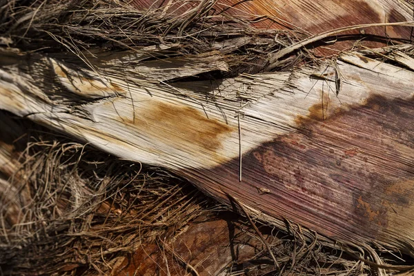 ヤシ科の植物の樹皮の質感 フェニックスの木の幹 — ストック写真