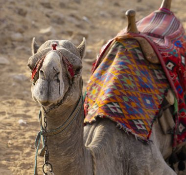 Doğu Çölü 'nden Dromedary. Arap devesi (Camelus dromedarius). Sürü hayvanı dinleniyor..