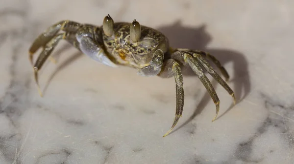 Geisterkrebse Sind Semiterrestrische Krabben Aus Der Unterfamilie Der Ocypodinae Ein — Stockfoto