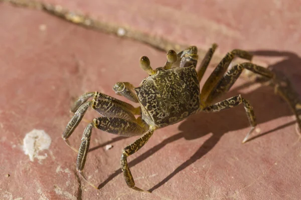 Los Cangrejos Fantasmas Son Cangrejos Semiterrestres Subfamilia Ocypodinae Adolescente Varón —  Fotos de Stock