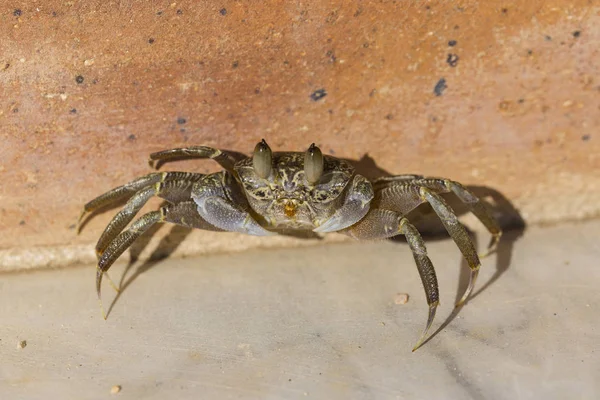 幽灵蟹是半生蟹亚科八爪蟹 一个男性青少年 陆上节肢动物 — 图库照片