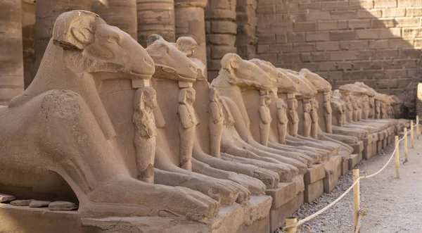 Koç başlı Sfenkslerin sokağı. Karnak Tapınağı. Luxor, Mısır.