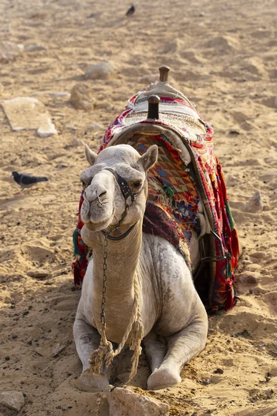 Doğu Çölü Nden Dromedary Arap Devesi Camelus Dromedarius Sürü Hayvanı — Stok fotoğraf