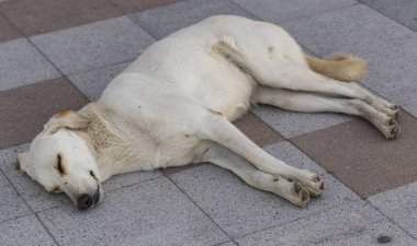 Sokak köpeğinin uykusu. Hayvan kaldırım levhalarında tatlı tatlı uyuyor. Beyaz kaltak hadım edildi ve damgalandı..
