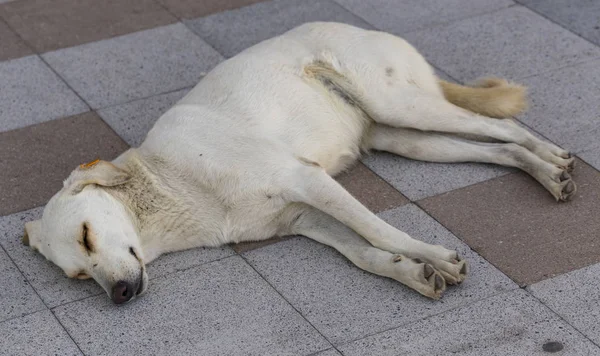 The sleep of a stray dog. The animal sleeps sweetly on paving slabs. The white bitch was castrated and tagged.