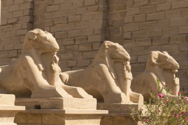 Koç başlı Sfenkslerin sokağı. Karnak Tapınağı. Luxor, Mısır.