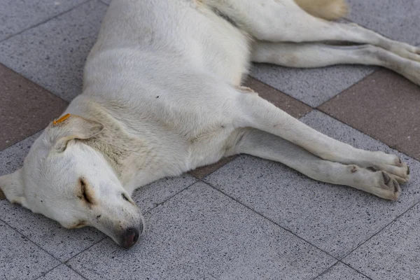 Ύπνος Ενός Αδέσποτου Σκύλου Ζώο Κοιμάται Γλυκά Πλάκες Πλακόστρωσης Λευκή — Φωτογραφία Αρχείου