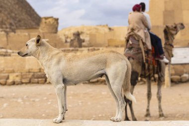 Eski bir mezarlığın yakınında yaşayan vahşi bir köpek. Giza 'daki hayvanlar ve insanlar Kahire yakınlarında. Anubis prototipi kutsal piramitleri koruyor.. 