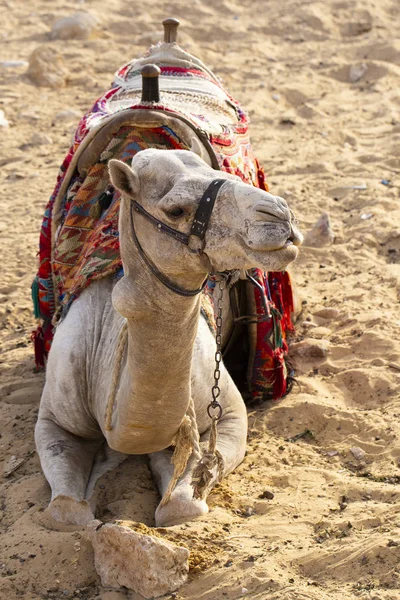 Doğu Çölü Nden Dromedary Arap Devesi Camelus Dromedarius Sürü Hayvanı — Stok fotoğraf