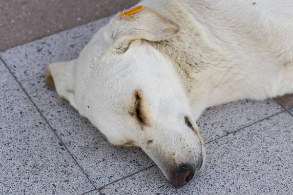 The sleep of a stray dog. The animal sleeps sweetly on paving slabs. The white bitch was castrated and tagged.