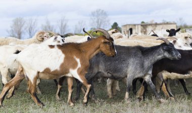 Keçi ve koyun sürüsü. Hayvanlar çayırda otlar. Avrupa 'nın otlakları.
