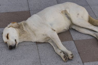 Sokak köpeğinin uykusu. Hayvan kaldırım levhalarında tatlı tatlı uyuyor. Beyaz kaltak hadım edildi ve damgalandı..