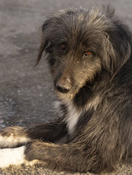 Siyah Kıllı Yaşlı Köpek Erkek Güneşin Tadını Çıkarıyor Sokak Köpeğinin — Stok fotoğraf