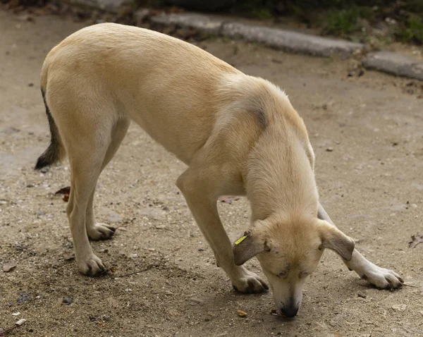 Głodne Życie Bezpańskiego Psa Kontakt Świata Zwierząt Światem Ludzi Odpady — Zdjęcie stockowe
