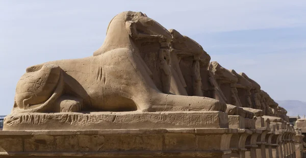 公羊头狮身人面像的走道 卡诺寺 Amun Re的建筑群 埃及卢克索 — 图库照片