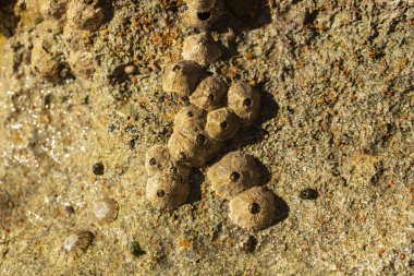 Tetraclita squamosa, bu midye. Balanus (Balanomorpha), Kabukgiller (Balanidae) familyasından bir midye cinsidir..