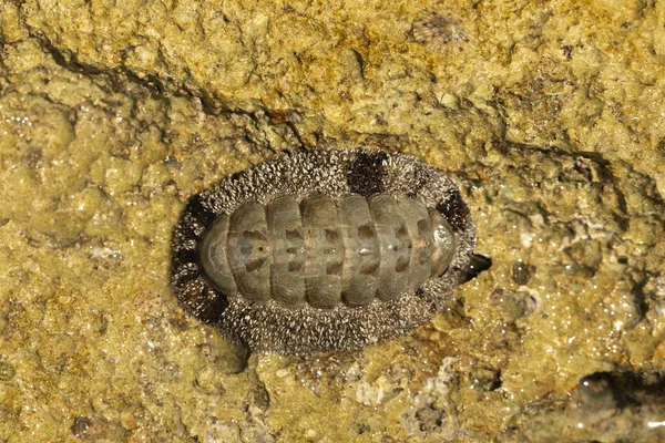 Acanthopleura Granulata Chitone Sfocato Dell India Occidentale Specie Tropicali Chitone — Foto Stock