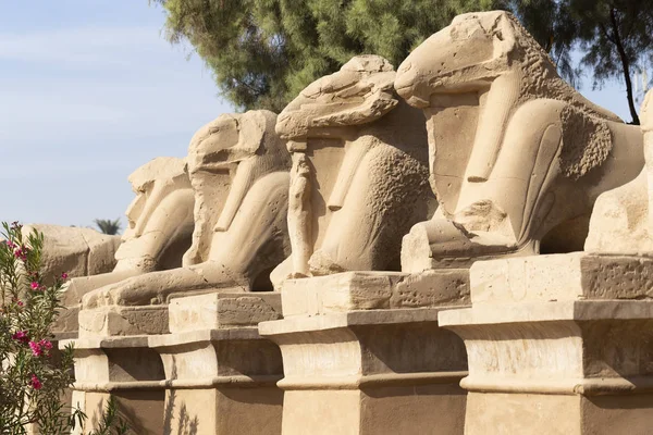 Beco Das Esfinges Cabeça Carneiro Templo Karnak Complexo Amon Luxor — Fotografia de Stock