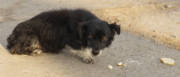 The black dog greedily eats food waste. The hungry life of a stray dog. Contact of the animal world with the human world.