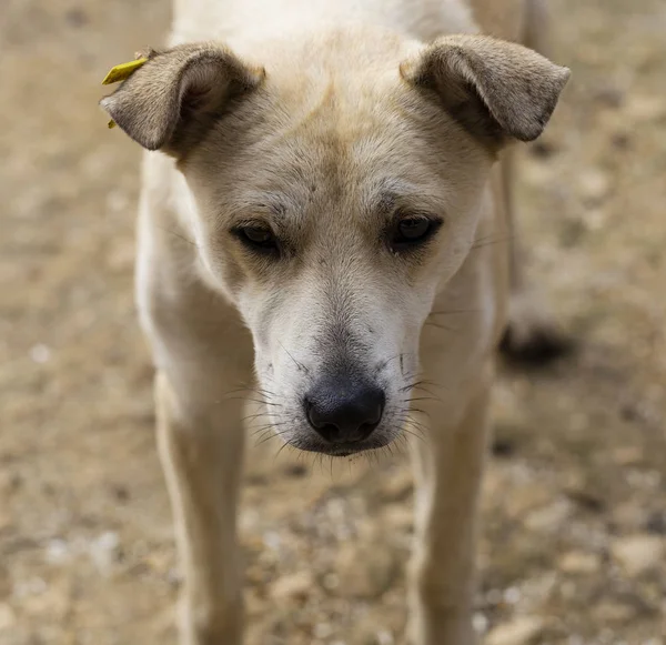 White bitch, carefully studying potential breadwinners. The hungry life of a stray dog. Contact of the animal world with the human world.