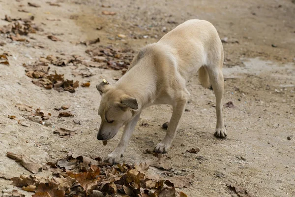 The hungry life of a stray dog. Contact of the animal world with the human world. Waste is the main food of wild dogs.