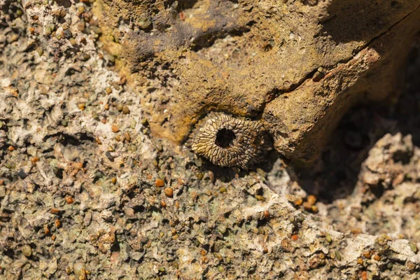 Tetraclita Squamosa Thatched Barnacle Balanus Balanomorpha Genus Barnacles Family Balanidae — Stock Photo, Image