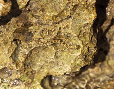 Kayadaki balıklar. Kirk 's blenny (Alticus kirkii), Alticus familyasından bir kuş türü..