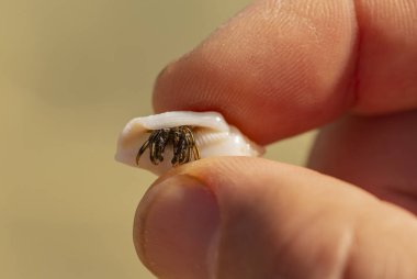 Keşiş yengeçleri süper aile Paguroidea 'nın kabuklularını keserler. Yengeç, eldeki kabukta saklanır..