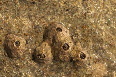 Tetraclita squamosa, bu midye. Balanus (Balanomorpha), Kabukgiller (Balanidae) familyasından bir midye cinsidir..