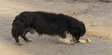 Kara köpek aç gözlülükle yiyecek atıkları yer. Sokak köpeğinin aç hayatı. Hayvan dünyasının insan dünyasıyla teması. 