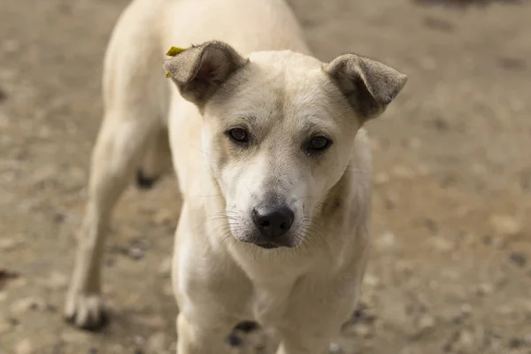 White bitch, carefully studying potential breadwinners. The hungry life of a stray dog. Contact of the animal world with the human world.