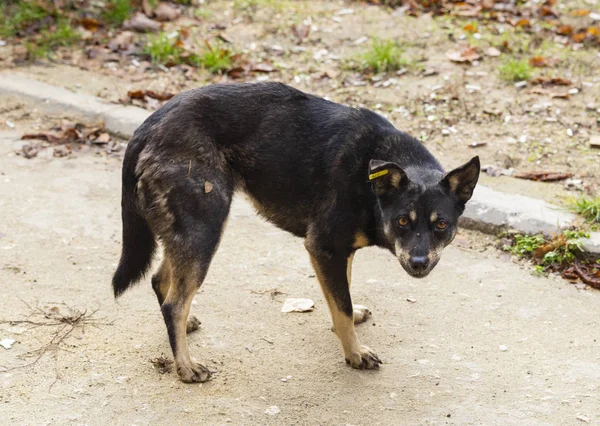Black aggressive dog-male, that poses a danger to passers-by. The hungry life of a stray dog. Contact of the animal world with the human world.