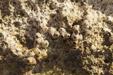 Tetraclita squamosa, bu midye. Balanus (Balanomorpha), Kabukgiller (Balanidae) familyasından bir midye cinsidir..