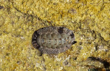 Acanthopleura granulata, Batı Hindistan tüylü chiton, tropikal chiton türleri.
