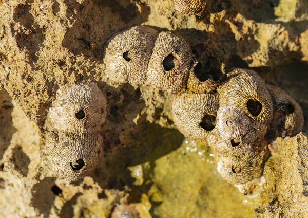 Tetraclita squamosa, bu midye. Balanus (Balanomorpha), Kabukgiller (Balanidae) familyasından bir midye cinsidir..