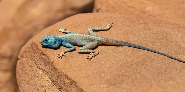 西奈阿加玛 原为西奈塔阿加玛山 是一种在利比亚东南部干旱地区发现的阿格那美洲蜥蜴 — 图库照片