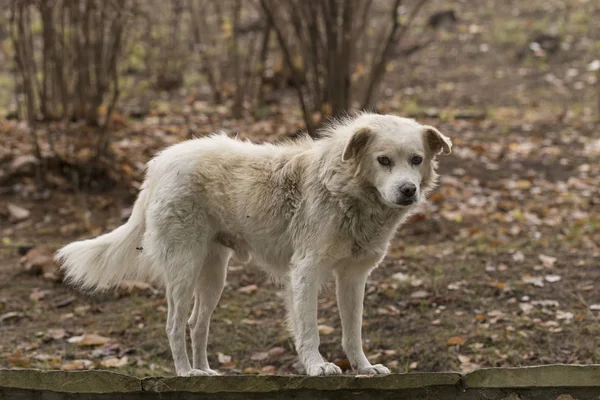Λευκός Σκύλος Αρσενικό Κρύβεται Στο Δάσος Πεινασμένη Ζωή Ενός Αδέσποτου — Φωτογραφία Αρχείου