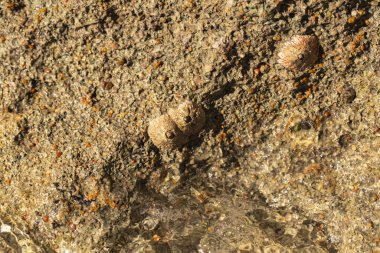 Tetraclita squamosa, bu midye. Balanus (Balanomorpha), Kabukgiller (Balanidae) familyasından bir midye cinsidir..