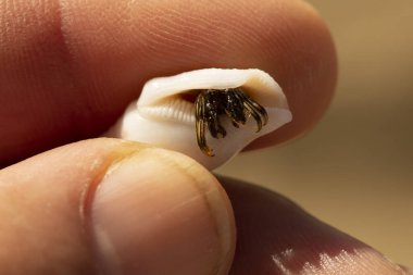 Keşiş yengeçleri süper aile Paguroidea 'nın kabuklularını keserler. Yengeç, eldeki kabukta saklanır..